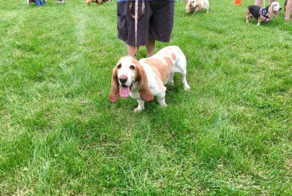 Flash the Basset Hound - Circle City Adventure Kids