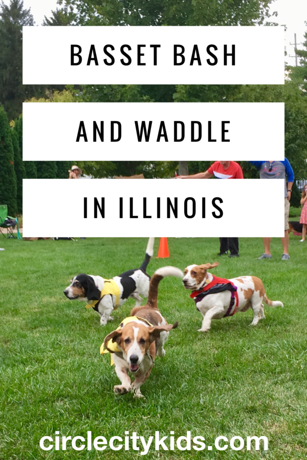 Guardian Angel Basset Rescue's Basset Bash and Waddle coincides with the town's Harvest Fest in Dwight, Illinois. There is so much for the whole family to enjoy!