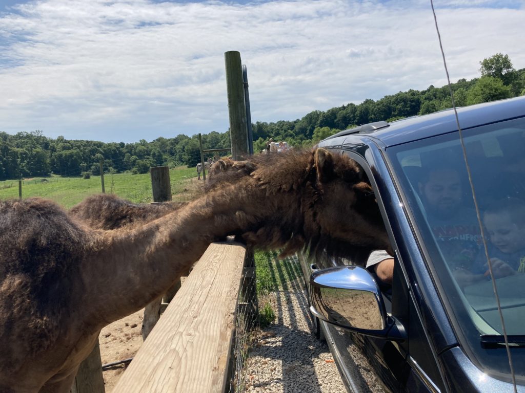 drive through safari indiana