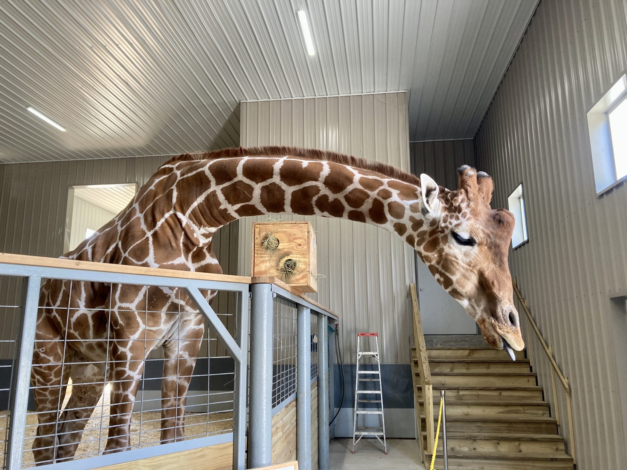 Wilstem Wildlife Park Drive Thru Safari in Indiana - Circle City