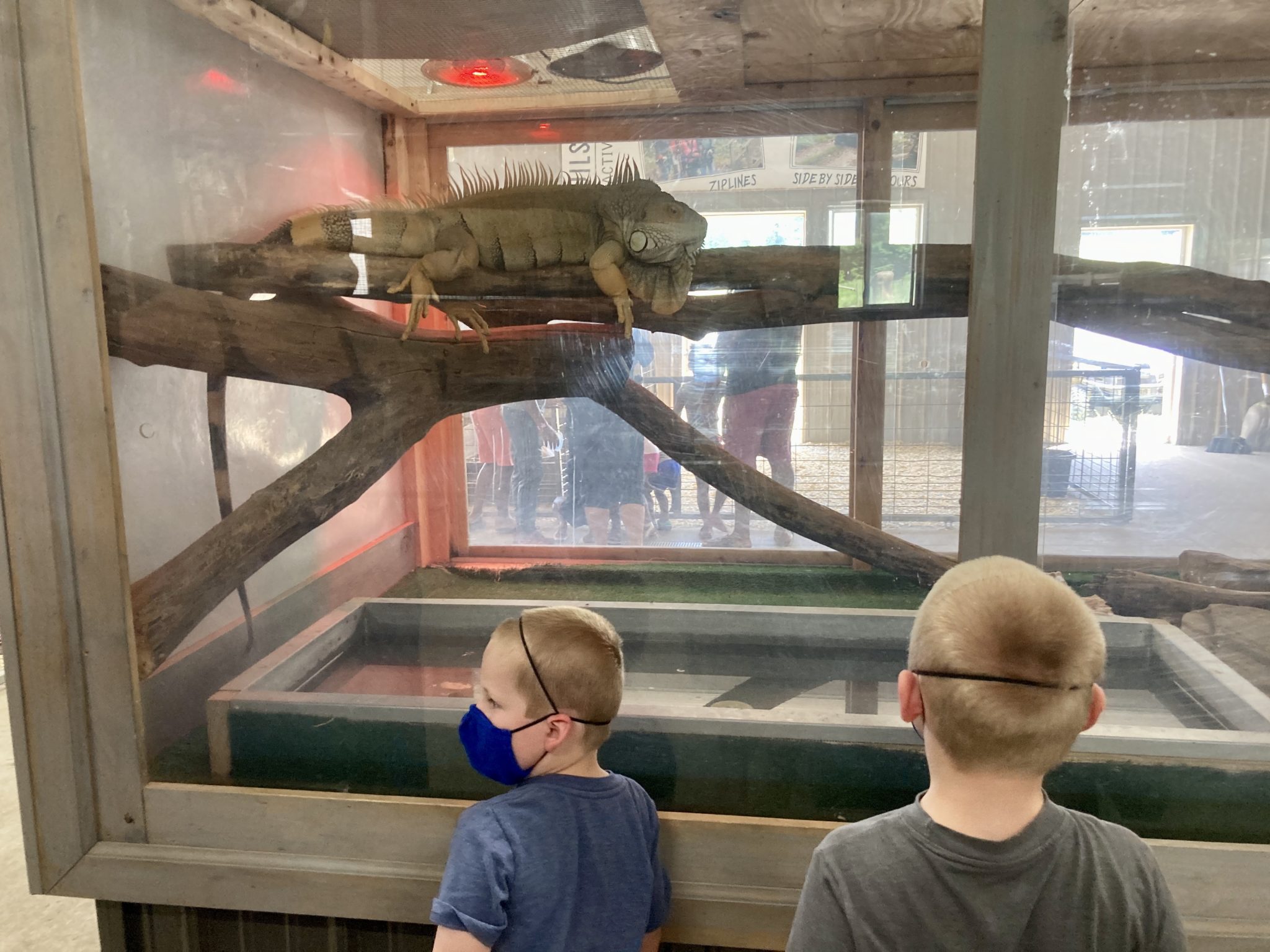Wilstem Wildlife Park Drive Thru Safari in Indiana - Circle City ...