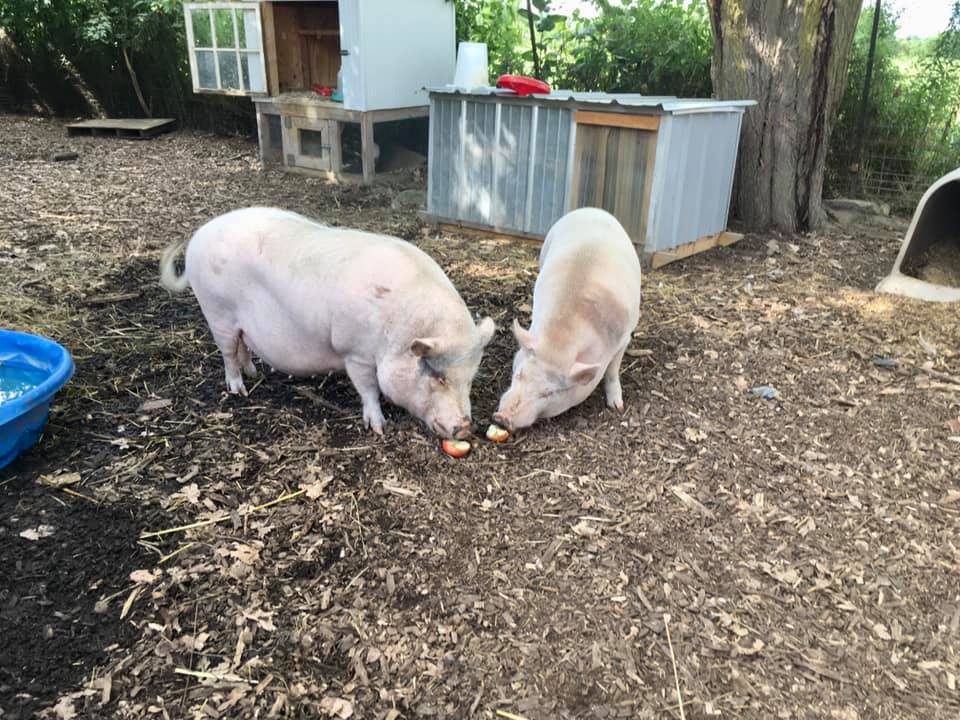 Circle City Adventure Kids - Oinking Acres Rescue Farm