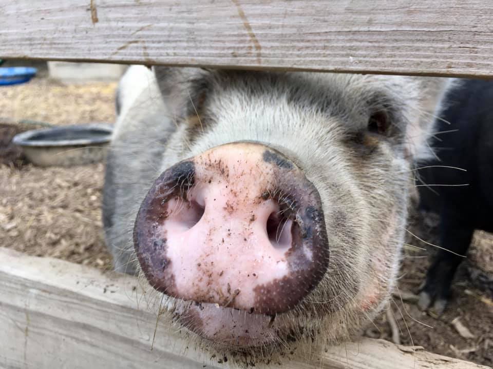 Oinking Acres Pig Rescue and Farm Animal Sanctuary in Indiana